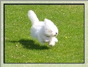 Coton de Tulear