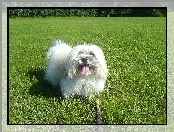 Łąka, Piesek, Coton de Tulear