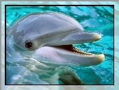 Delfin