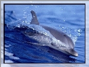 Delfin