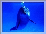 Delfin