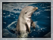 Delfin