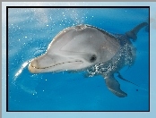 Delfin, Basen