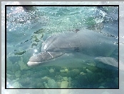 Kamienie, Delfin, Woda