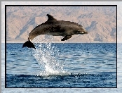 Delfin, Zdjęcie, Morze, Skok