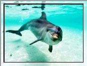 Delfin, Płetwy