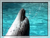 Delfin, Woda