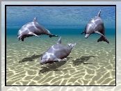 3D, Delfiny