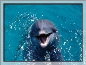 Delfin