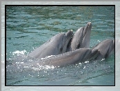 Delfiny, Razem, Cztery, Płyną