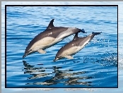 Delfiny, Woda, Dwa, Skok