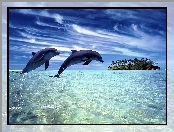 Delfiny, Wyspa, Dwa, Ocean