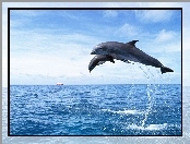 Woda, Delfiny