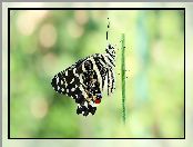 Czarny, Motyl, Papilio demodocus