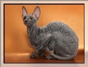 Kot, Devon rex