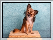 Chihuahua długowłosa, Piesek