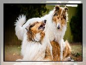 Collie, Owczarki szkockie długowłose, Zabawa, Dwa, Psy
