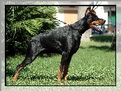 Doberman