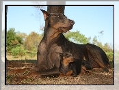 Doberman, Pinczer, Duży, Mały