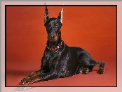 Doberman, Obroża