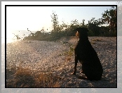 Doberman, Plaża