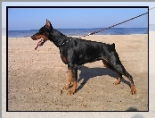 Doberman, Plaża