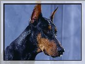 Doberman, Pysk