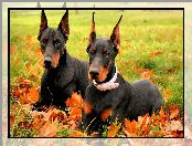 Dobermany, Liście