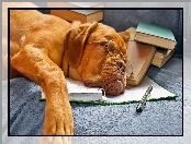 Dog de Bordeaux, Śpiący, Pies