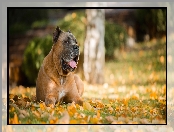 Dog kanaryjski, Perro de presa canario