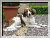 donice, Płochacz holenderski, Kooikerhondje