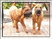 Dorosłe, Shar Pei, Dwa, Psy