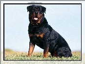 Dorosły, Rottweiler