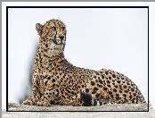 Gepard, Duży kot, Drapieżnik, Dzikie zwierzę