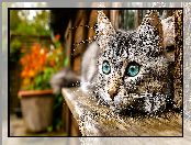 Kot, Ławka, Grafika, Drewniana