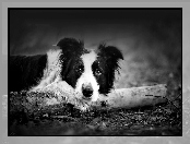 Drewno, Białe, Border Collie, Czarno