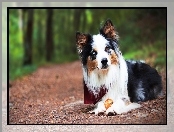 Droga, Border collie, Piłeczka