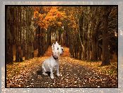 Drzewa, Droga, Pies, Biały, West highland white terrier