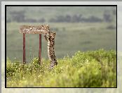 Gepard, Tabliczka, Afryka, Napis, Park Narodowy Serengeti, Tanzania, Drogowskaz