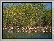 Flamingi, drzewa, jezioro, woda