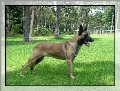 drzewa, Owczarek belgijski Malinois, trawa