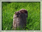 Drzewa, Trawa, Pień, Kot