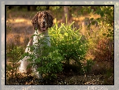 Kwiaty, Las, Pies, Świerki, Łąka, Springer spaniel angielski, Drzewka