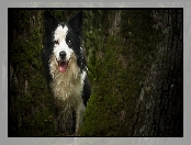 Drzewo, Pies, Border collie