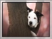 Drzewo, Border collie, Mordka