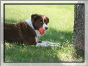 Drzewo, Trawa, Piłeczka, Border collie, Łąka