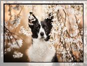 Pies, Border collie, Drzewo owocowe, Gałązki