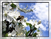 Drzewo, Wiosna, Kwitnące, Pszczoła