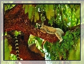 Drzewo, Ogon, Lemur, Zieleń