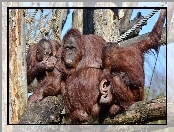 Orangutanów, Drzewo, Rodzinka